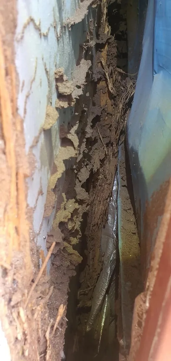 Brick wall and weep vent checked for pest entry during inspection