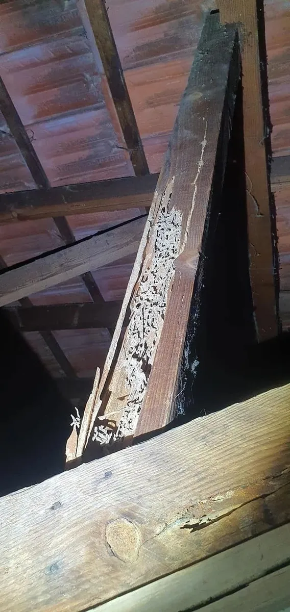 Timber decay in roof framing found during inspection