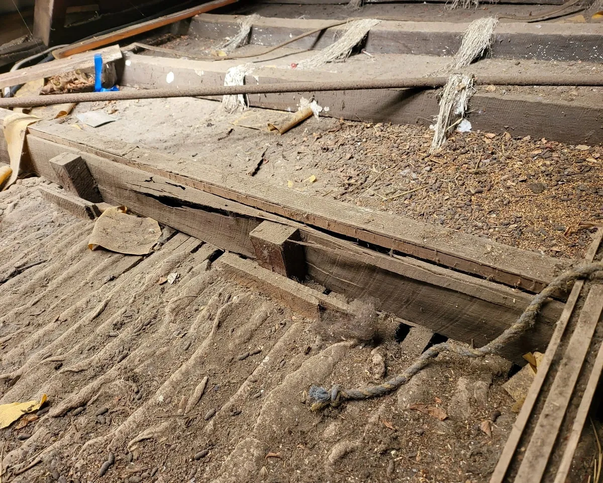 Subfloor timber damage found during a building and pest inspection